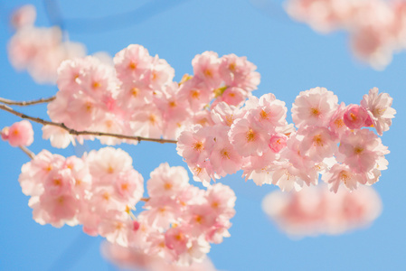 生动的粉红色樱桃树花白天阳光明媚的春天