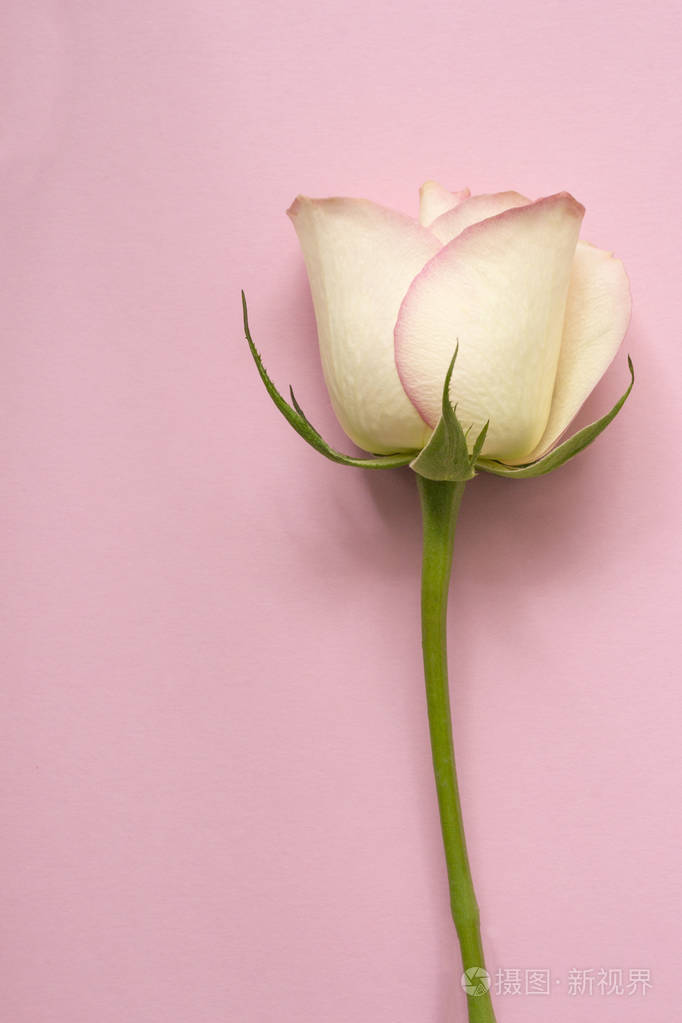 一个温柔米色玫瑰粉色带纹理的背景上.顶视图.关闭.礼品卡概念