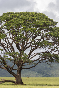 塞拉多牧场上的一棵大树, Chapada dos Veadeiros, 戈亚斯州, 巴西中部