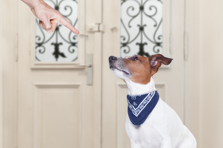 惩罚女犯人憋尿惩罚他的狗的主人照片