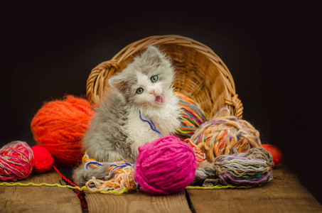 可爱的小猫玩羊毛球。有趣的嬉戏好奇的小猫