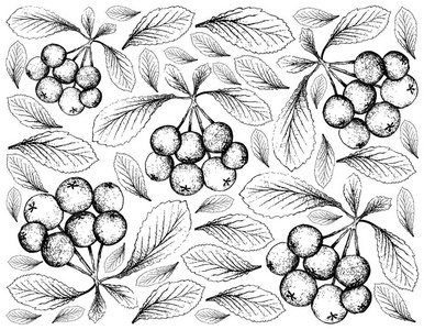 浆果水果, 手绘 Firethorn 浆果或火水果的素描壁纸在白色背景下分离