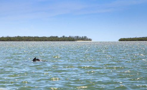 宽吻海豚 Tursiops 兰红游泳沿着罗马海角的海岸线, 佛罗里达州在夏季与红树林的背景