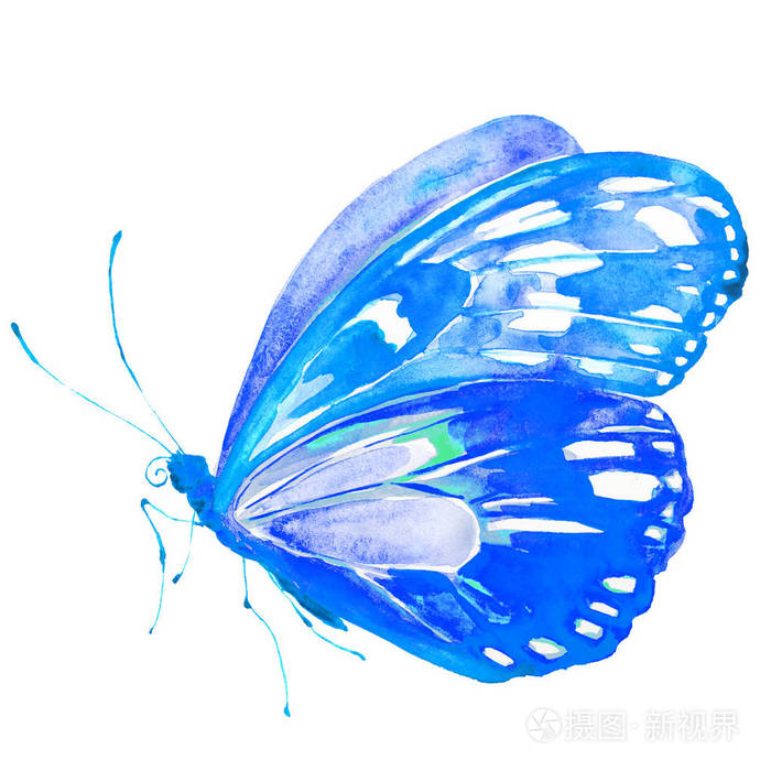 美丽的蓝色蝴蝶, 水彩, 孤立的白色