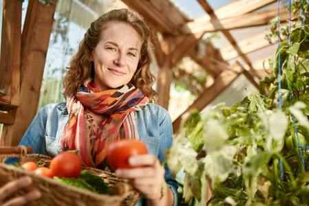 友好的女人收获新鲜的西红柿，从成熟的本地温室花园产生在一个篮子里
