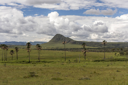 美丽的塞拉多植被景观与 Buriti 棕榈树在 Maytrea 花园, Chapada dos Veadeiros, 戈亚斯州