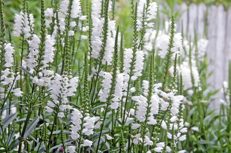 白色假紫叶稠，雪冠灌木丛的野生白花