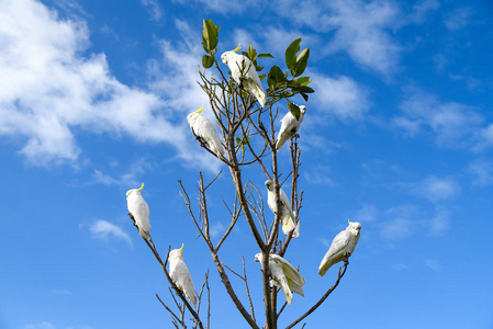 美丽的白鹦鹉栖息在树枝上