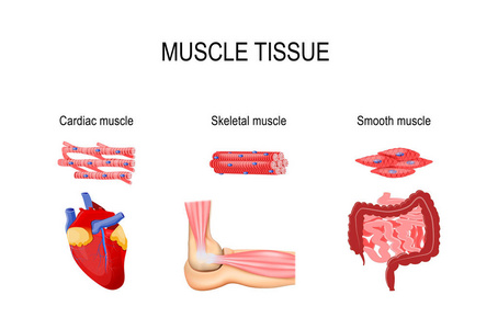 肌肉组织的类型。骨骼肌 肘关节, 平滑 胃肠道 和心脏肌肉 心脏。人体内脏和肌肉细胞。医学教育和科学使用的向量例证
