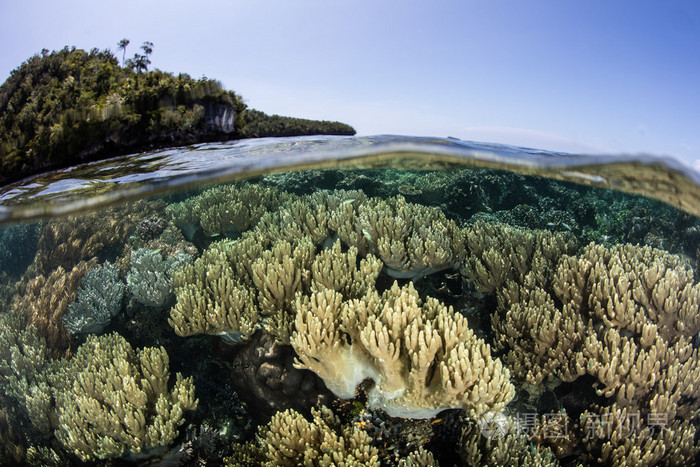 软珊瑚和石灰岩岛