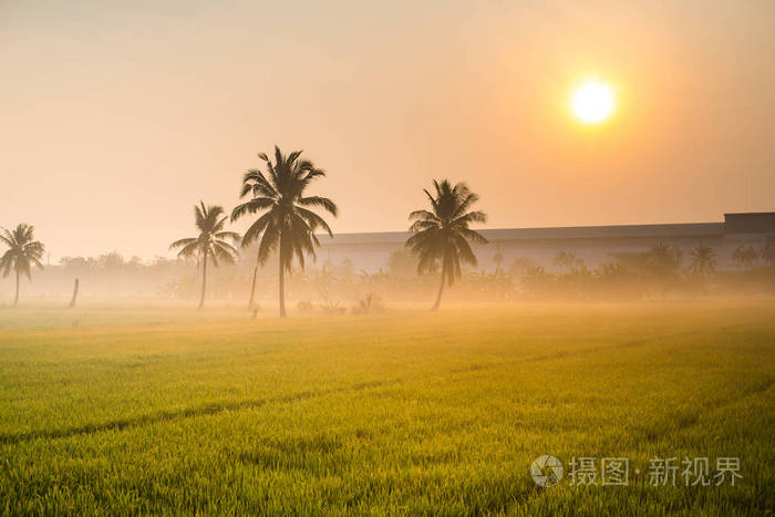 早晨的阳光,葱郁稻田