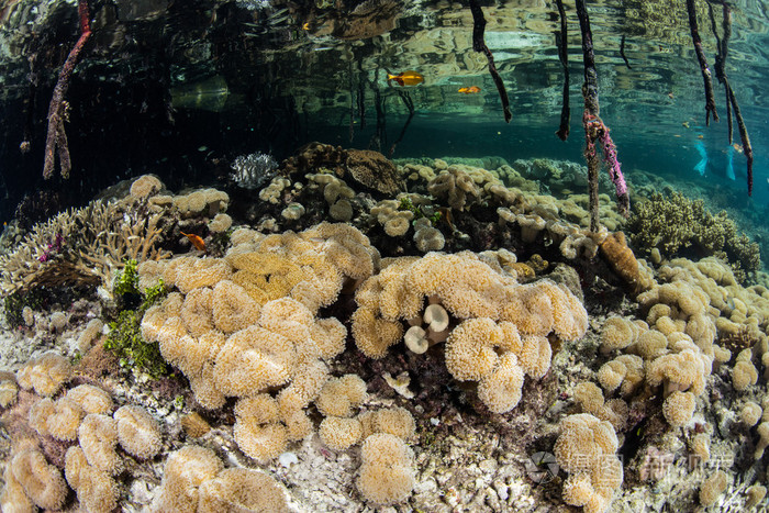软珊瑚和红拉贾安帕