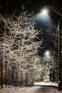 树木覆盖着雪在冬天的夜晚