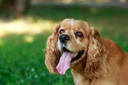 美国可卡犬的犬种