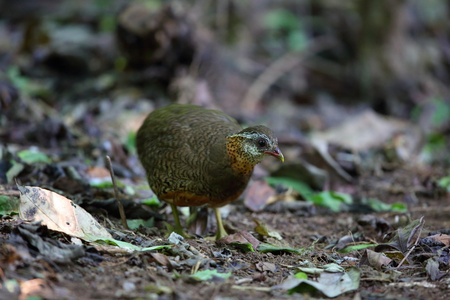 在泰国的绿色腿鹧鸪 山 chloropus