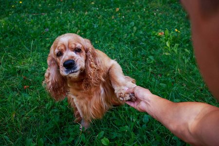 美国可卡犬的犬种