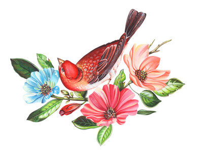 红花朵树枝上的小鸟。手绘水彩绘画在白色背景上。包括的剪切路径。图为贺卡 请柬和其他印刷项目。高分辨率