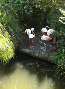 一群火烈鸟或火烈鸟的照片, 一种在家庭 Phoenicopteridae 的涉水鸟, 在一个人造池塘或湖泊的边缘