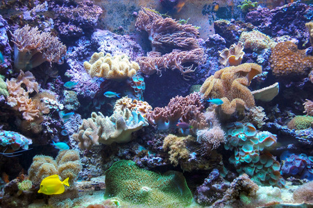 生动的彩色的水族馆珊瑚与黄色的鱼