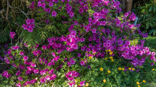 粉红色的杜鹃花的花