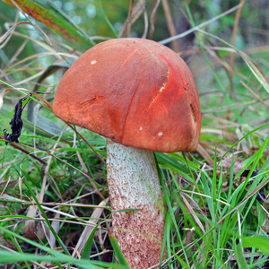 Leccinum vulpinum 蘑菇, 俗称狐狸 bolet