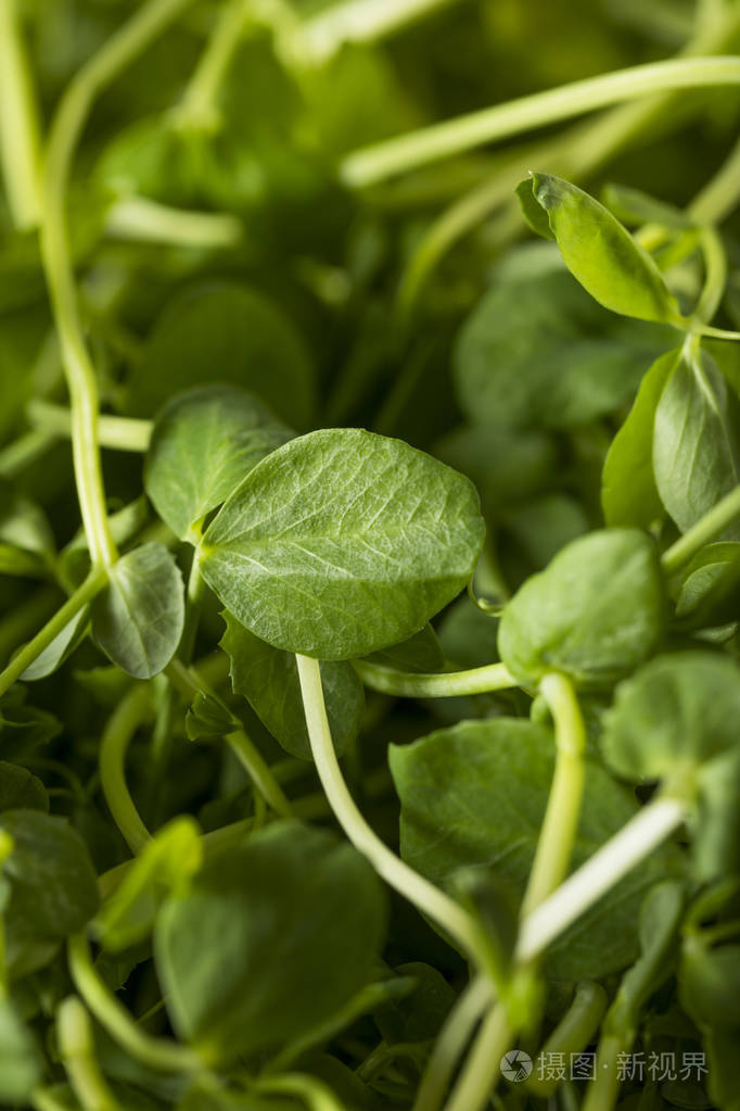 有机原料的绿色豌豆苗