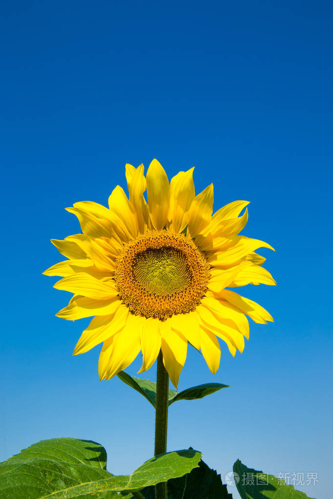 蓝天上的黄向日葵