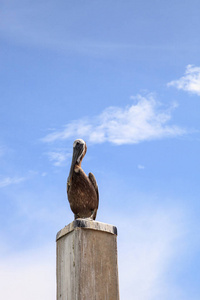 佛罗里达褐鹈鹕 Pelecanus 花蓟马在 Caxambas 岛的一个码头, 那不勒斯, 佛罗里达州