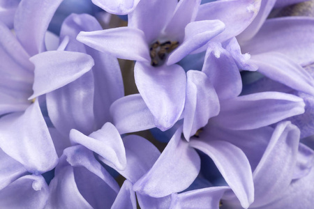 在白色背景上的淡紫色的风信子春暖花开，关闭了