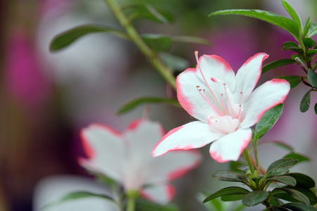 白色的杜鹃花