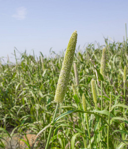 在拉贾斯坦邦印度的珍珠小米领域。庄稼被知道作为 Bajra 或 Bajri 农业