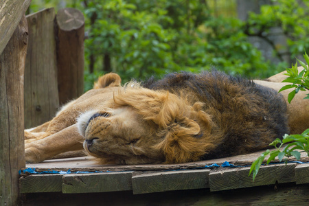 可爱的狮子休息