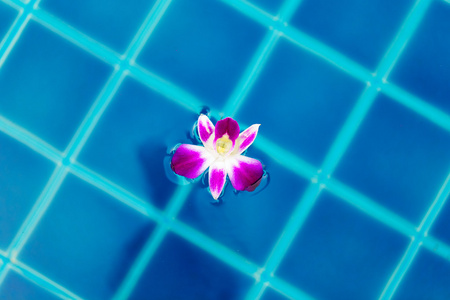 兰花花在游泳池水表面