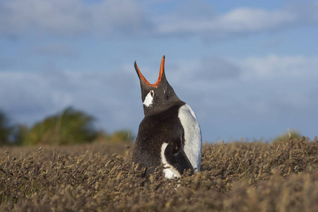 巴布亚企鹅在草草甸