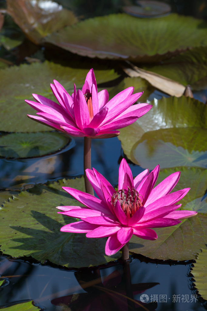 粉色睡莲池塘里