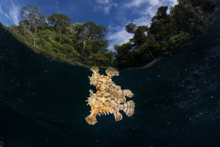 Sargassumfish, Histrio Histrio, 在印度尼西亚 Ampat 的一个岛屿附近游泳。这种 frogfi