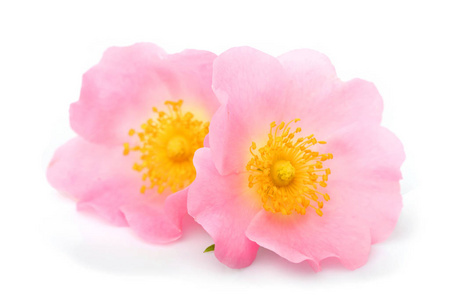 粉红色的花朵照片