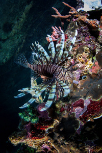 条狮子鱼, Pterois volitans, 游过一个五颜六色的珊瑚礁, 寻找猎物在 Ampat, 印度尼西亚。这条鱼有恶毒的