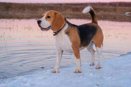 白色小猎兔犬图片