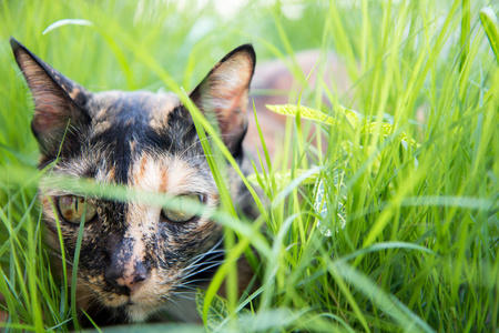 猫躺在花园里的草