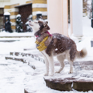 棕色西伯利亚沙哑的狗在羊毛围巾站立在石台阶上覆盖着雪
