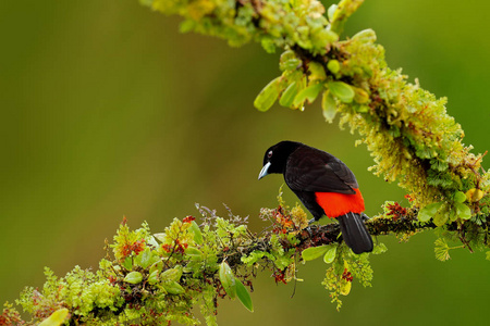 黑色和红色歌鸟山雀图片