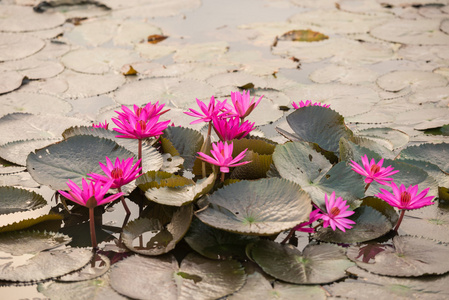 粉红色的颜色新鲜莲花