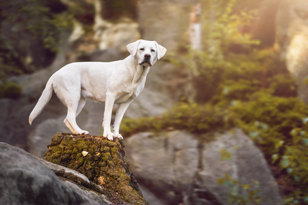 年轻可爱的快乐拉布拉多猎犬犬狗在大自然外