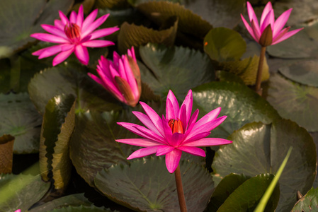 粉红色的颜色新鲜莲藕鲜花盛开