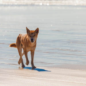 在澳大利亚发现的野狗是野狗