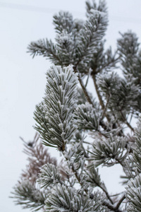 杉木树针上的积雪关闭了