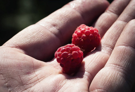 食物背景森林树莓在您的手的手掌