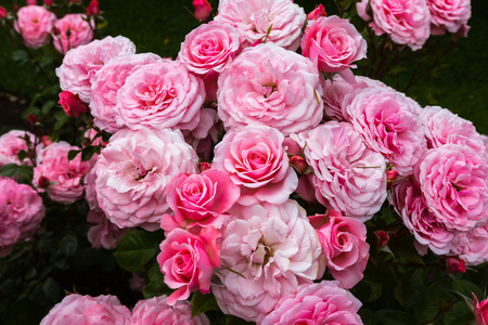 花园里的粉玫瑰