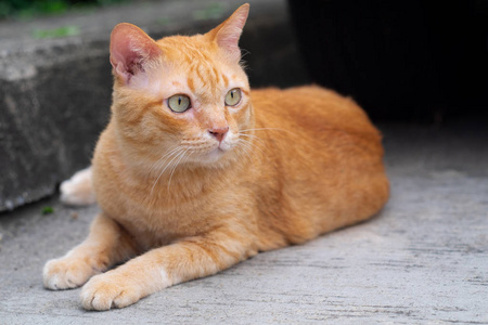 脂肪的橙色猫可爱的橙色大花猫坐着, 看着感兴趣的东西照片
